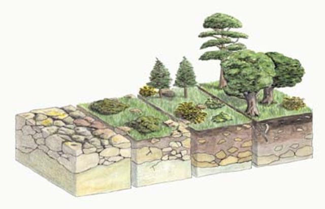 Cowles y la sucesión ecológica