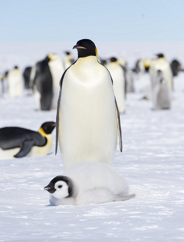 International geophysical year