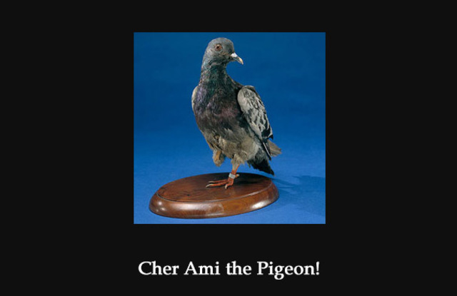 Bird saves 198 army men