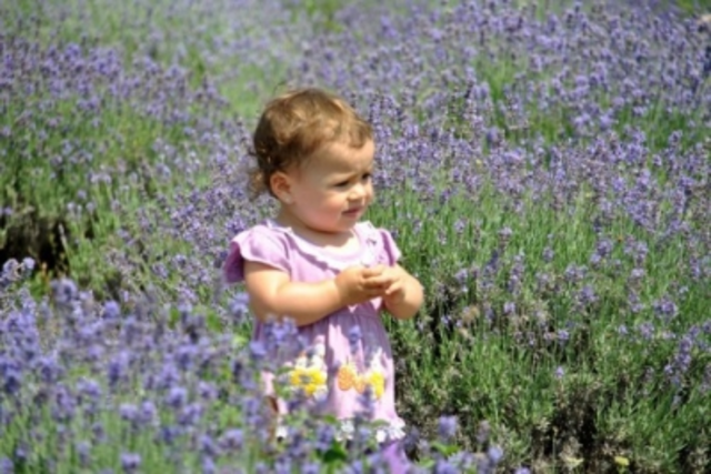 Levendula Expressz, Élményvonat Balatonfüredre és nosztalgiabusz a Tihanyi Levendula Fesztiválra