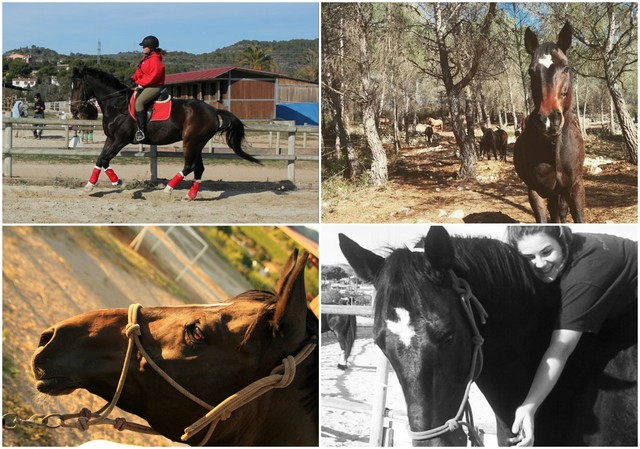 L'arribada del Dorello