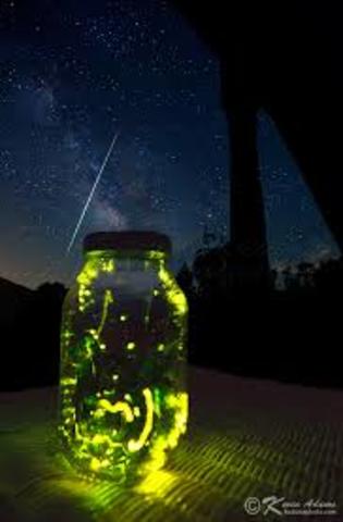 Glowworms