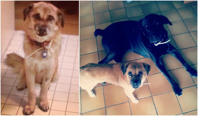 L'arribada del Tòful