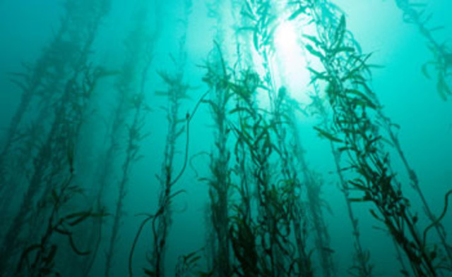Florecen las algas marinas primitivas