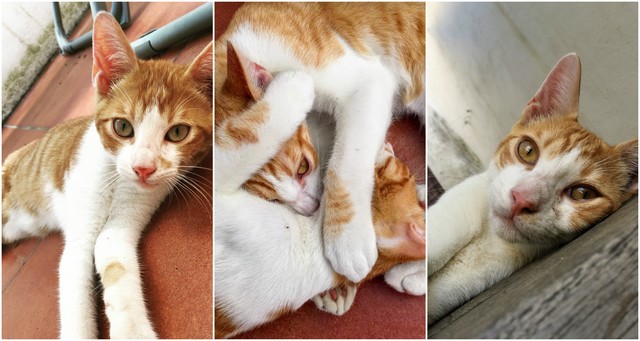 Ja són aquí el Ros i el També!