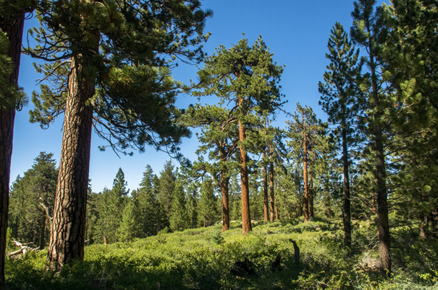 Dominan las coniferas