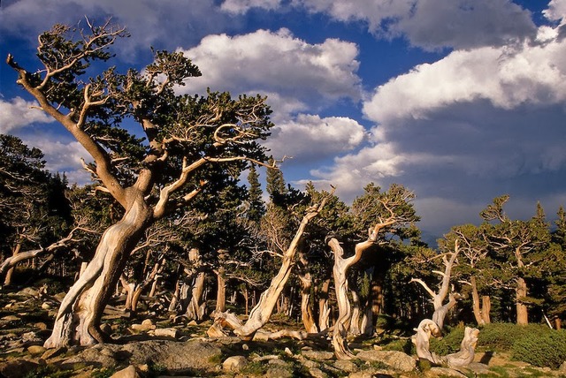 Decadencia de las coniferas