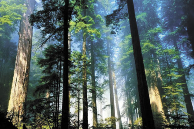 Desarrollo de bosques modernos