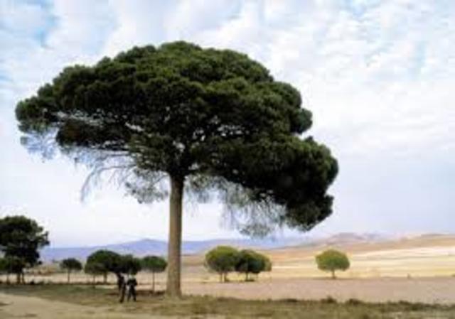 Adaptación de las plantas leñosas