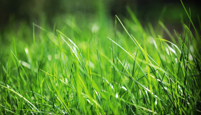 Aparición de la hierba