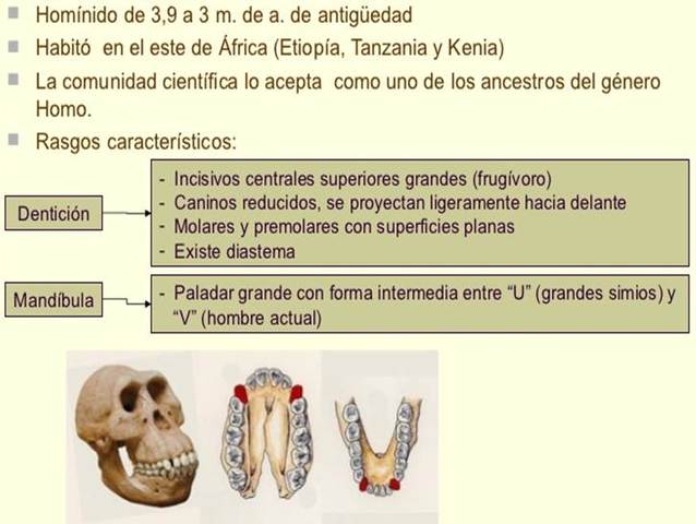 Australopithecus afarensis