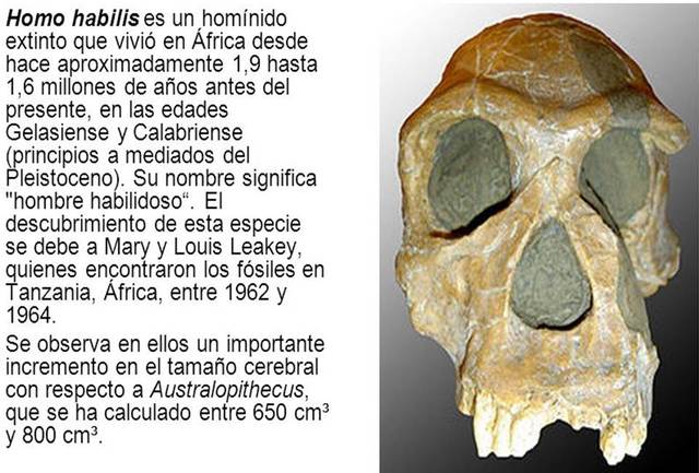 Homo Habilis