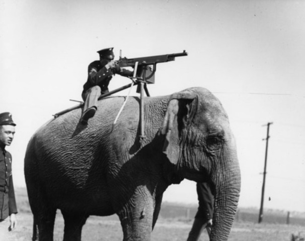 When Animals Went To War
