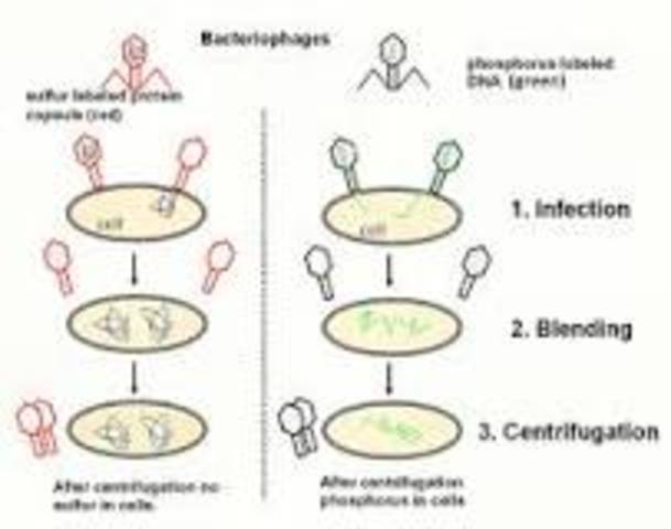 Hershey-Chase experiments