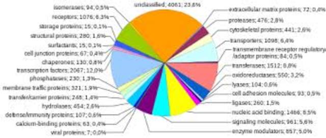 Human genome is fully sequenced