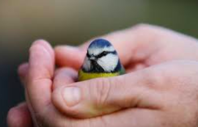 mi primer mascota y cuidé al pajarito
