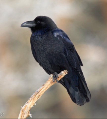 The death of his father