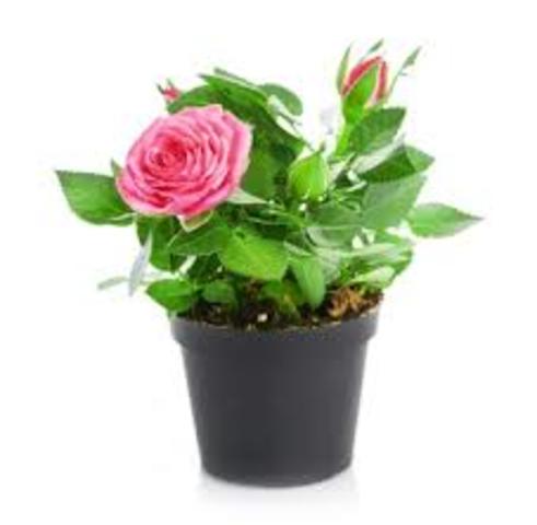 plantas ornamentales