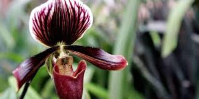 las plantas cientificas