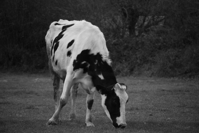 Relación con Gran Bretaña