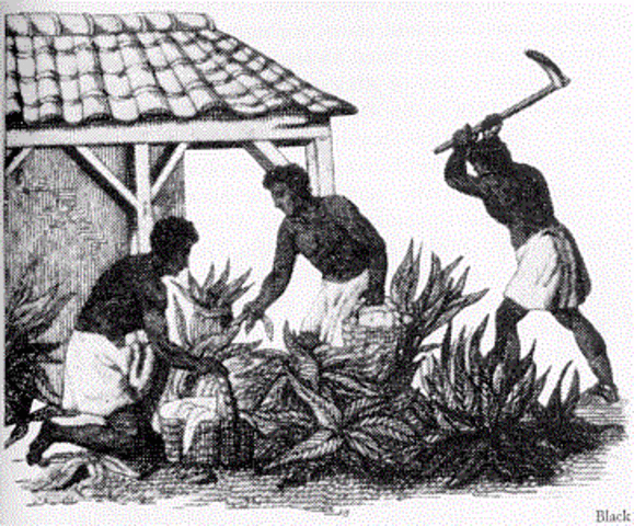 Virginia slaves
