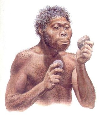 los homo habilis
