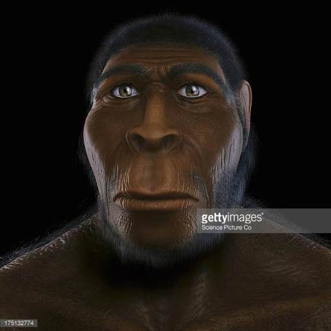 Homo erectus