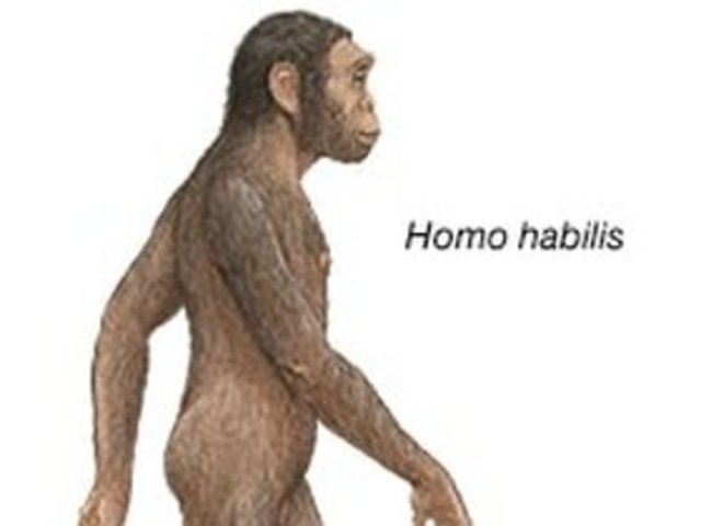 Homo Habilis