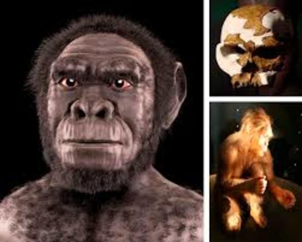 Homo Habilis