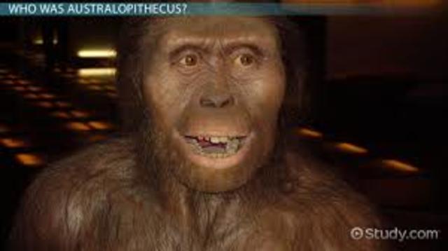 AUSTROLOPITHECUS
