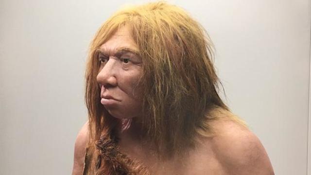 Homo neanderthalensis