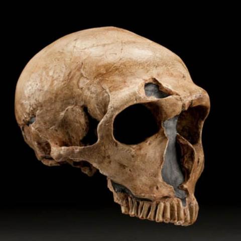 Homo Neanderthalis