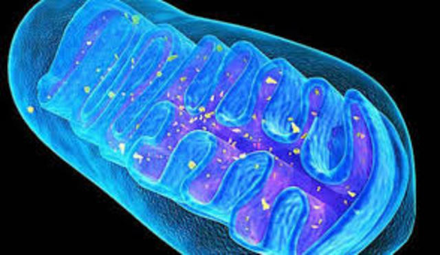 Reproducción Celular