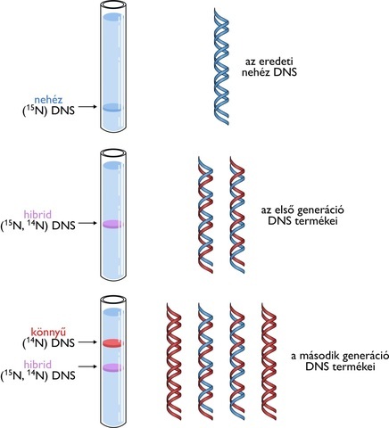 Meselson & Stahl  - DNS szemikonzervatív megkettőződése