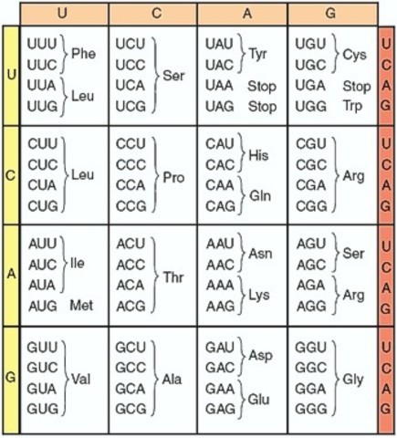Genetikai kód megfejtése