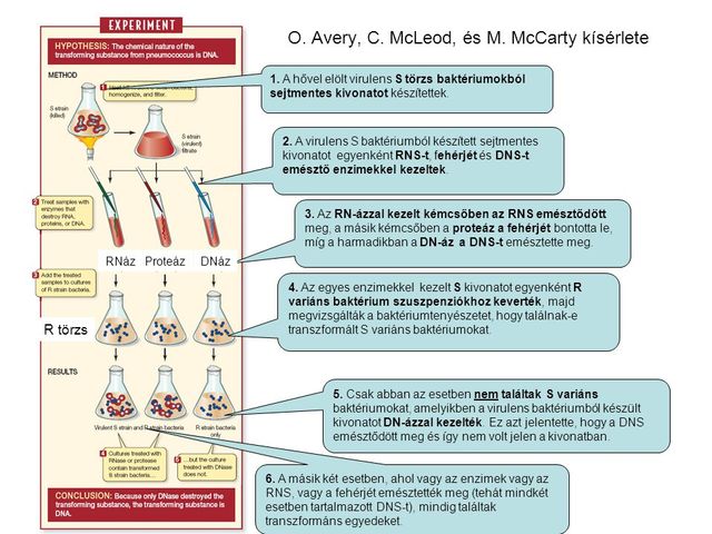 Avery, McLeod és McCarty - DNS & a baktériumtranszformáció