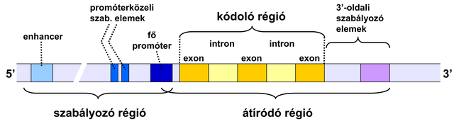 Bevezetik a GÉN fogalmát