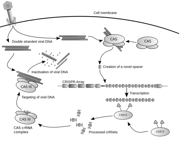 CRISPr/CAS 9