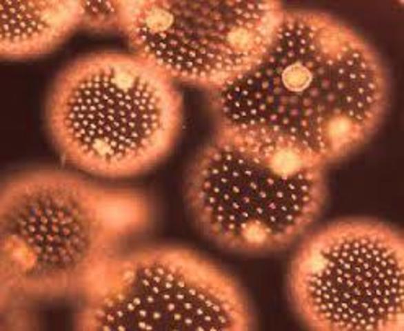 Primeros organismos pluricelulares :