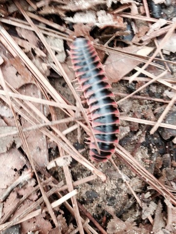 Early Adulthood: physical activity