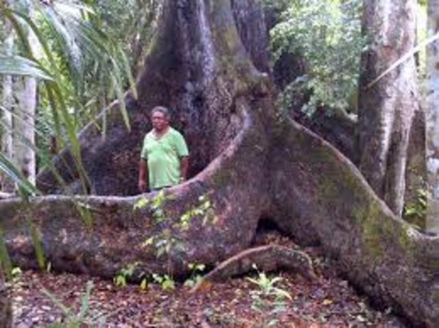 Se obtiene la certificación "Sello Verde en el Manejo de la Selva"