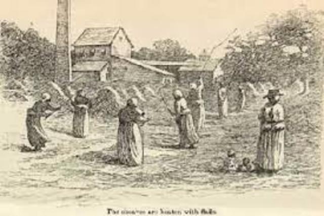 Planters of the South