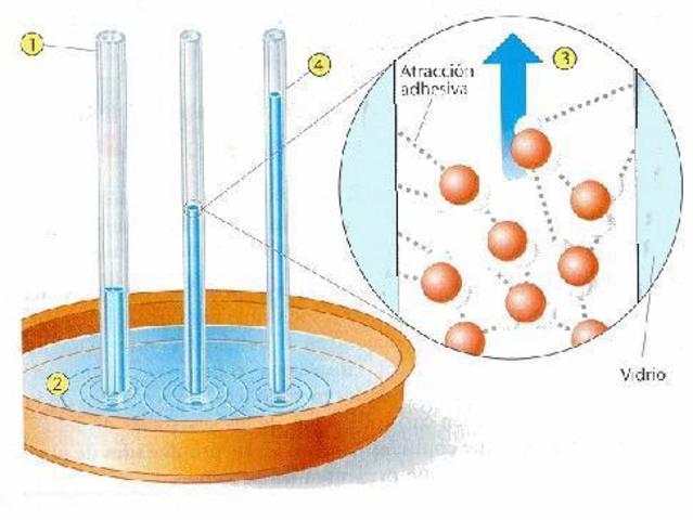 Capillary Attraction