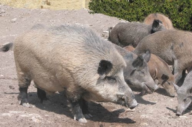 The Columbian Exchange Animals