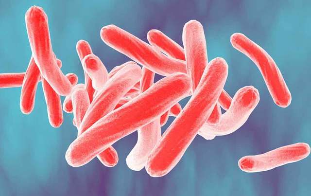 SE DESCUBRE EL BACILO DE LA TUBERCULOSIS