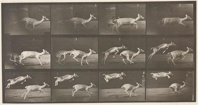 Edward Muybridge