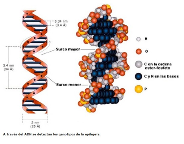 Se identifica el gen de la epilepsia mioclónica