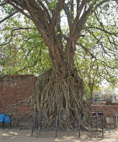 Cabeza de buda. ruinas de Ayutthaya,