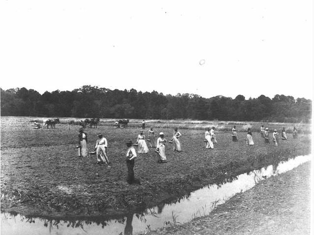 Rice cultivation in the Carolinas