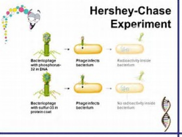Hershey-Chase Experiments